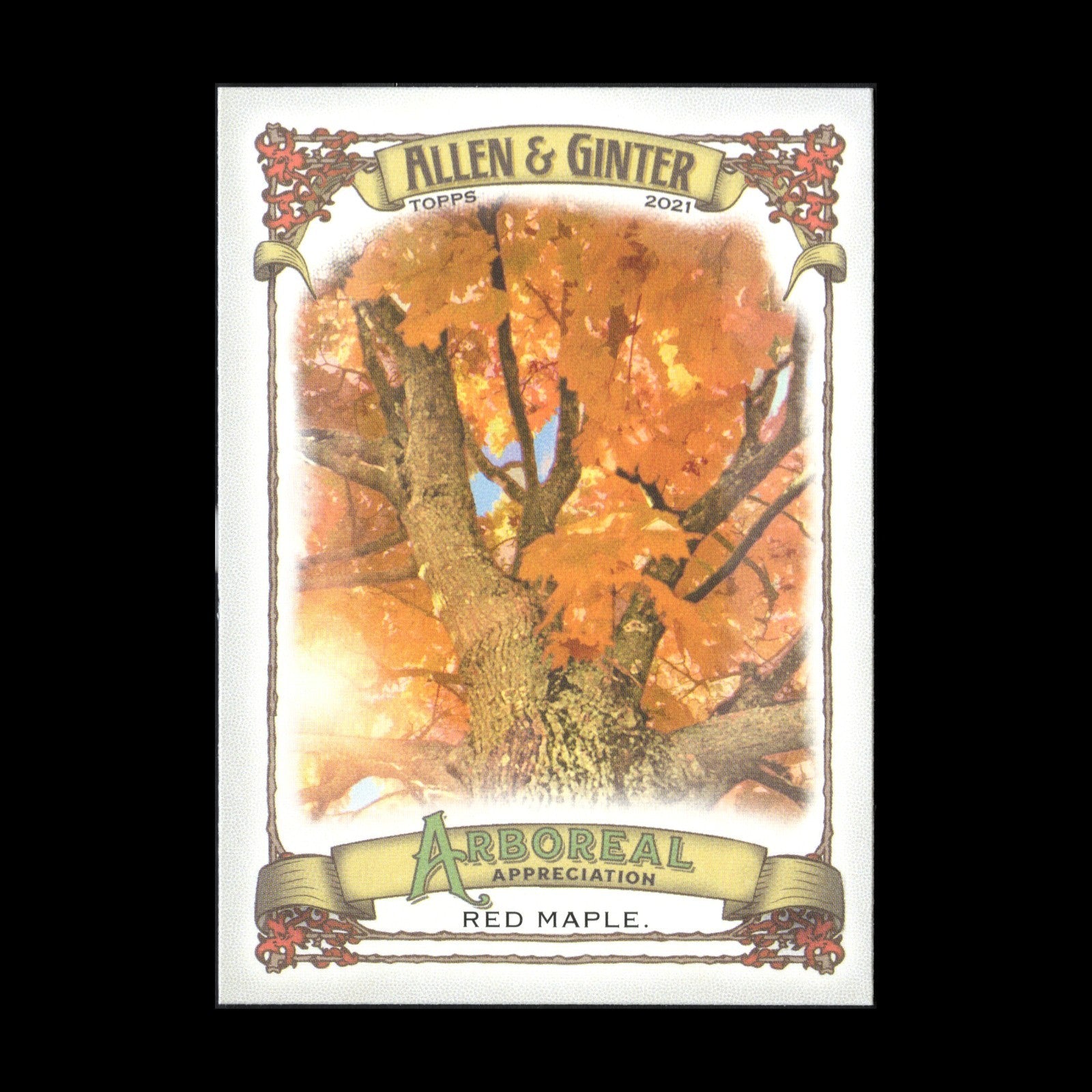 2021 Topps Allen & Ginter's RED MAPLE #AA-5 Arboreal Appreciation